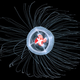 Image for article titled Could this "immortal" jellyfish unlock the secret to human life extension?